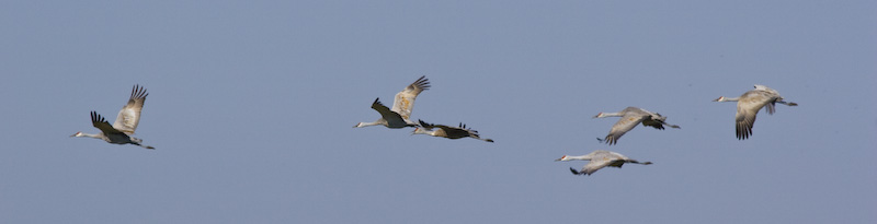 Sandhill Cranes In Flight